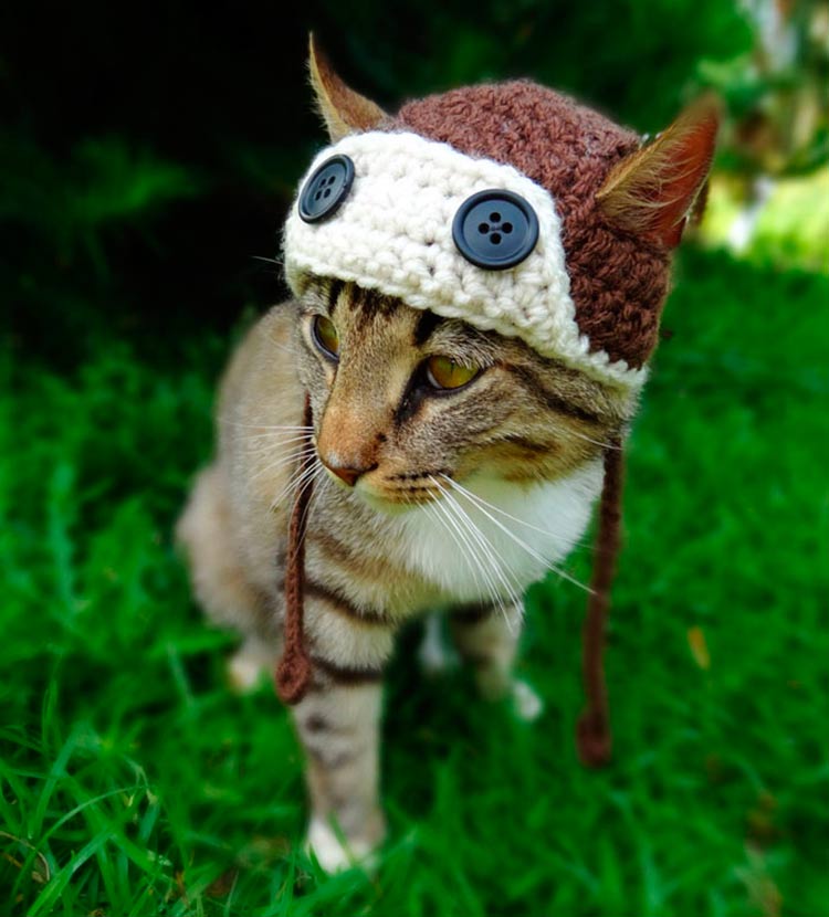 Artista cria chapéus de crochês para gatos ficarem mais estilosos