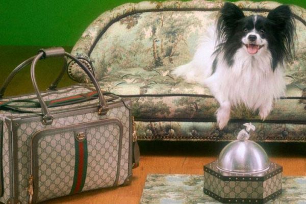 Gucci lança sua primeira coleção de roupas para pets